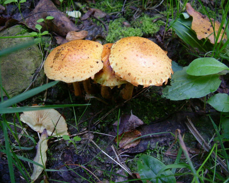 Pholiota lucifera?